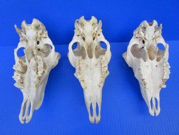 Indian Domestic Sheep Skull for Sale  - $58.99 <font color=red> SALE $39.99 EACH</FONT>