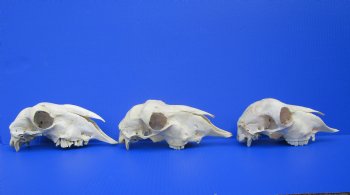 Indian Domestic Sheep Skulls<font color=red> Wholesale</font> - 5 @ $40.00 each <font color=red> SALE $26.00 EACH</font>