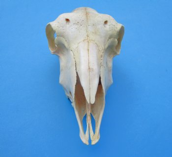 Indian Domestic Sheep Skulls<font color=red> Wholesale</font> - 5 @ $40.00 each <font color=red> SALE $26.00 EACH</font>