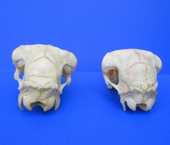 Indian Domestic Sheep Skull for Sale  - $58.99 <font color=red> SALE $39.99 EACH</FONT>