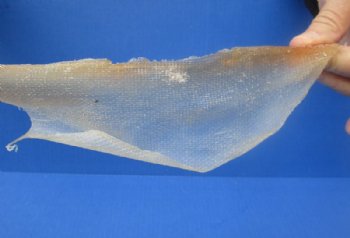 Dried Natural Deer Sinew, Tendons <font color=red> Wholesale</font>, 15 to 24 inches long - 12 @ $7.85 each