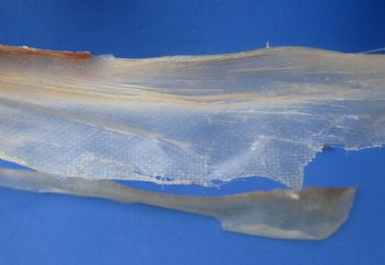Dried Natural Deer Sinew, Tendons <font color=red> Wholesale</font>, 15 to 24 inches long - 12 @ $7.85 each
