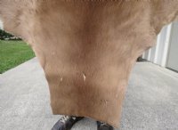 African Impala Skin Hide, Antelope Skin, Hide - $79.99