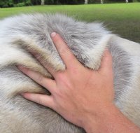 Large Reindeer Hides, Reindeer Fur, Reindeer Skins <font color=red> Wholesale</font> for $139.99
