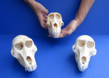 Female Chacma Baboon Skulls <font color=red> Wholesale</font> 6-1/2 to 7 inches - $149.99 each (CITES P-000023748)