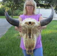 American Bison Skull <font color=red> Wholesale</font> - $140.00 each; 3 @ $130.00 each