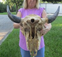 American Bison Skull <font color=red> Wholesale</font> - $140.00 each; 3 @ $130.00 each