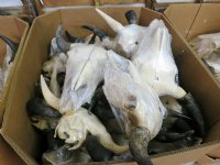 American Bison Skull <font color=red> Wholesale</font> - $140.00 each; 3 @ $130.00 each