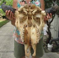 American Bison Skull <font color=red> Wholesale</font> - $140.00 each; 3 @ $130.00 each