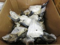 American Bison Skull <font color=red> Wholesale</font> - $140.00 each; 3 @ $130.00 each