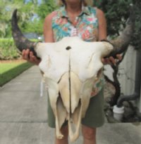 American Bison Skull <font color=red> Wholesale</font> - $140.00 each; 3 @ $130.00 each