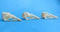 Chicken Skulls <font color=red>Wholesale</font>, 2-3/4 to 3-1/4 inches - 6 @ $15 each 