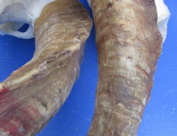 African Angora Goat Skulls with 16 to 22 inches Horns <font color=red> Wholesale</font> - $120.00 each; 3 @ $108.00 each