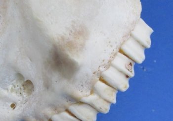 African Angora Goat Skulls with 16 to 22 inches Horns <font color=red> Wholesale</font> - $120.00 each; 3 @ $108.00 each