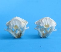 Real Pocket Gopher Skulls <font color=red> Wholesale</font> 1-1/2 to 2-1/4 inches - Pack of 8 @ $14.00 each