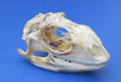 2 inches Green Iguana Skull, Grade B - Buy a Similar One for $53.99 <FONT COLOR=RED> SALE $41.99 </FONT>