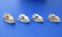 3 to 3-7/8 inches Large Green Iguana Skulls Grade B Quality <font color=red> Wholesale</font> 4 @ $54.00 each  <font color=red> SALE $31 EACH</FONT>