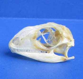 1-1/2" to 2" Green Iguana Skulls, Grade B Quality<font color=red> Wholesale</font>,  - 5 @ $29.00 each <font color=red> SALE $18 EACH</FONT>; 6 @ $26.00 each <FONT COLOR=RED> SALE $16 EACH</FONT>