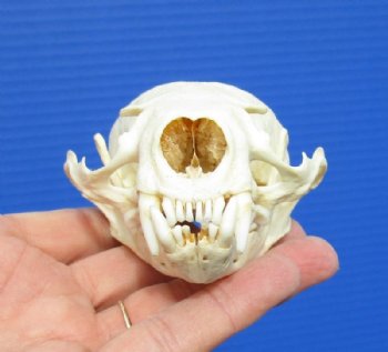 River Otter Skulls <font color=red> Wholesale</font> 4 to 4-1/2 inches - 2 @ $47.00 each; 6 @ $42.00 each