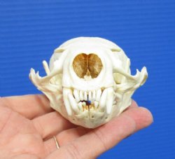River Otter Skulls ...