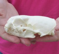 River Otter Skulls <font color=red> Wholesale</font> 4 to 4-1/2 inches - 2 @ $47.00 each; 6 @ $42.00 each