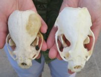 River Otter Skulls <font color=red> Wholesale</font> 4 to 4-1/2 inches - 2 @ $47.00 each; 6 @ $42.00 each
