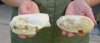 River Otter Skulls <font color=red> Wholesale</font> 4 to 4-1/2 inches - 2 @ $47.00 each; 6 @ $42.00 each