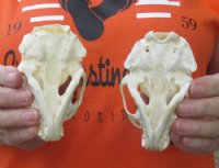 River Otter Skulls <font color=red> Wholesale</font> 4 to 4-1/2 inches - 2 @ $47.00 each; 6 @ $42.00 each