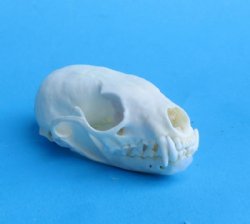American Pine Marten Skulls <font color=red> Wholesale</font> 2-3/4 to 3-1/2 inches - 4 @ $24.00 each; 6 @ $21 each