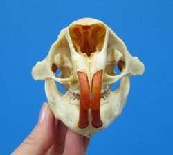 Authentic North American Porcupine Skull - Buy a Similar One for $49.99