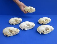 4 to 5 inches Raccoon Skulls <font color=red> Wholesale Grade B </font> - 4 @ $23.00 each; 6 @ $20.50 each