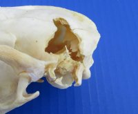 4 to 5 inches Raccoon Skulls <font color=red> Wholesale Grade B </font> - 4 @ $23.00 each; 6 @ $20.50 each