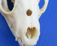 4 to 5 inches Raccoon Skulls <font color=red> Wholesale Grade B </font> - 4 @ $23.00 each; 6 @ $20.50 each
