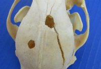 4 to 5 inches Raccoon Skulls <font color=red> Wholesale Grade B </font> - 4 @ $23.00 each; 6 @ $20.50 each