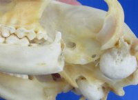 4 to 5 inches Raccoon Skulls <font color=red> Wholesale Grade B </font> - 4 @ $23.00 each; 6 @ $20.50 each