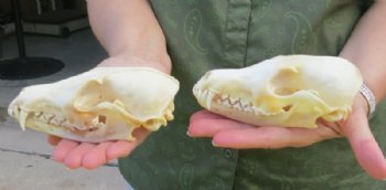 Real Red Fox Skull, Beetle Cleaned - $59.99 each