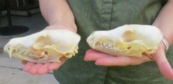 Real Red Fox Skull, Beetle Cleaned - $59.99 each