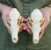 Real Red Fox Skull, Beetle Cleaned - $59.99 each
