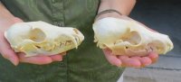 Real Red Fox Skulls, Beetle Cleaned, <font color=red> Wholesale</font> - 2 @ $45 each; 4 @ $40 each