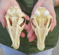 Real Red Fox Skull, Beetle Cleaned - $59.99 each