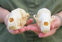 Real Red Fox Skull, Beetle Cleaned - $59.99 each