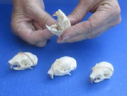 North American Red Squirrel Skull, 1-1/2" to 2" - $20.99 each