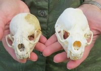 River Otter Skulls <font color=red> Wholesale</font> 4 to 4-1/2 inches - 2 @ $47.00 each; 6 @ $42.00 each
