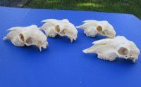 Indian Domestic Sheep Skulls<font color=red> Wholesale</font> - 5 @ $40.00 each <font color=red> SALE $26.00 EACH</font>