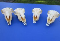 Indian Domestic Sheep Skull for Sale  - $58.99 <font color=red> SALE $39.99 EACH</FONT>