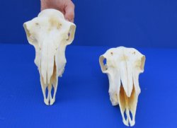 Indian Domestic Sheep Skull for Sale  - $58.99 <font color=red> SALE $39.99 EACH</FONT>