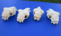 Indian Domestic Sheep Skull for Sale  - $58.99 <font color=red> SALE $39.99 EACH</FONT>