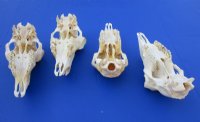 Indian Domestic Sheep Skull for Sale  - $58.99 <font color=red> SALE $39.99 EACH</FONT>