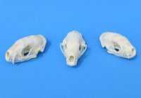 North American Skunk Skulls <font color=red> Wholesale</font>- 3 @ $36 each; 4 @ $32 each