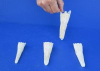 Spotted Gar Skull for Sale 5 to 5-3/4 inches - Buy a Similar One for $48.99 each